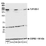 TJP1/ZO-1 Antibody in Western Blot (WB)