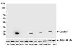 Claudin-1 Antibody in Western Blot (WB)