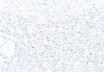 T-bet/TBX21 Antibody in Immunohistochemistry (Paraffin) (IHC (P))