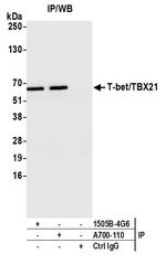 T-bet/TBX21 Antibody in Immunoprecipitation (IP)