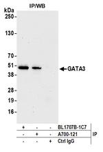 GATA3 Antibody in Immunoprecipitation (IP)