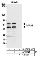 GATA3 Antibody in Immunoprecipitation (IP)