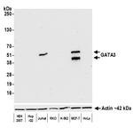 GATA3 Antibody in Western Blot (WB)