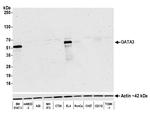 GATA3 Antibody in Western Blot (WB)