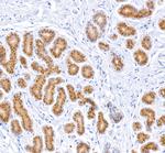 STAT5a Antibody in Immunohistochemistry (Paraffin) (IHC (P))