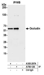 Occludin Antibody in Immunoprecipitation (IP)