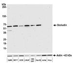 Occludin Antibody in Western Blot (WB)