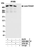 Lasu1/Ureb1 Antibody in Immunoprecipitation (IP)