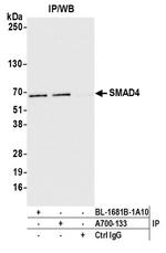 SMAD4 Antibody in Immunoprecipitation (IP)