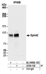 EphA2 Antibody in Immunoprecipitation (IP)