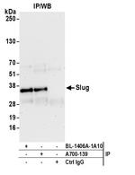 Slug Antibody in Immunoprecipitation (IP)