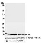 MIF Antibody in Western Blot (WB)