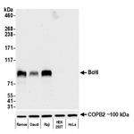 Bcl6 Antibody in Western Blot (WB)