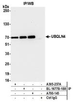 UBQLN4/CIP75/Ubiquilin 4 Antibody in Immunoprecipitation (IP)