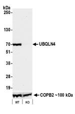 UBQLN4/CIP75/Ubiquilin 4 Antibody in Western Blot (WB)