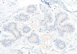 STAT5b Antibody in Immunohistochemistry (Paraffin) (IHC (P))
