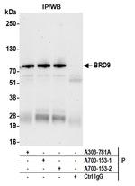 BRD9 Antibody in Immunoprecipitation (IP)