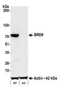 BRD9 Antibody in Western Blot (WB)