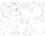 ASCL1/MASH1 Antibody in Immunocytochemistry (ICC/IF)