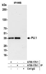 PU.1 Antibody in Immunoprecipitation (IP)