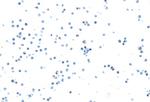 PU.1 Antibody in Immunocytochemistry (ICC/IF)