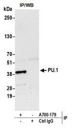 PU.1 Antibody in Immunoprecipitation (IP)