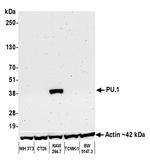 PU.1 Antibody in Western Blot (WB)