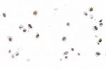 FOXC2 Antibody in Immunocytochemistry (ICC/IF)