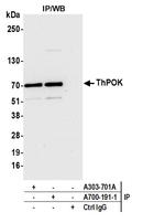 ThPOK Antibody in Immunoprecipitation (IP)