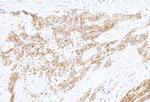 Galectin-9/Gal-9 Antibody in Immunohistochemistry (Paraffin) (IHC (P))