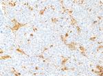 Galectin-9/Gal-9 Antibody in Immunohistochemistry (Paraffin) (IHC (P))