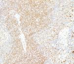 Galectin-9/Gal-9 Antibody in Immunohistochemistry (Paraffin) (IHC (P))