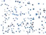 TGF-beta 1 Antibody in Immunocytochemistry (ICC/IF)