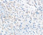 TGF-beta 1 Antibody in Immunohistochemistry (Paraffin) (IHC (P))