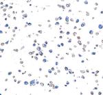 CD28 Antibody in Immunocytochemistry (ICC/IF)