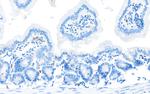 CD28 Antibody in Immunohistochemistry (Paraffin) (IHC (P))