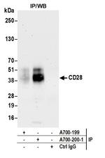CD28 Antibody in Immunoprecipitation (IP)