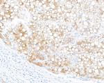 Hepassocin/FGL1 Antibody in Immunohistochemistry (Paraffin) (IHC (P))