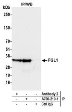 Hepassocin/FGL1 Antibody in Immunoprecipitation (IP)