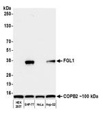 Hepassocin/FGL1 Antibody in Western Blot (WB)