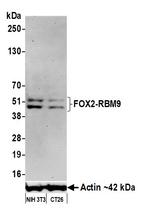 FOX2/RBM9 Antibody in Western Blot (WB)