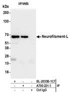 Neurofilament-L Antibody in Immunoprecipitation (IP)