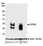 CD79B Antibody in Western Blot (WB)