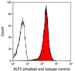 KLF5 Antibody in Flow Cytometry (Flow)