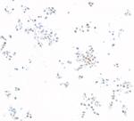 KLF5 Antibody in Immunocytochemistry (ICC/IF)