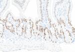 KLF5 Antibody in Immunohistochemistry (Paraffin) (IHC (P))