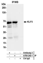 KLF5 Antibody in Immunoprecipitation (IP)
