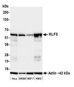 KLF5 Antibody in Western Blot (WB)