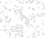 KLF4 Antibody in Immunocytochemistry (ICC/IF)