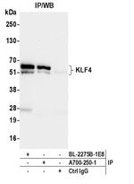 KLF4 Antibody in Immunoprecipitation (IP)